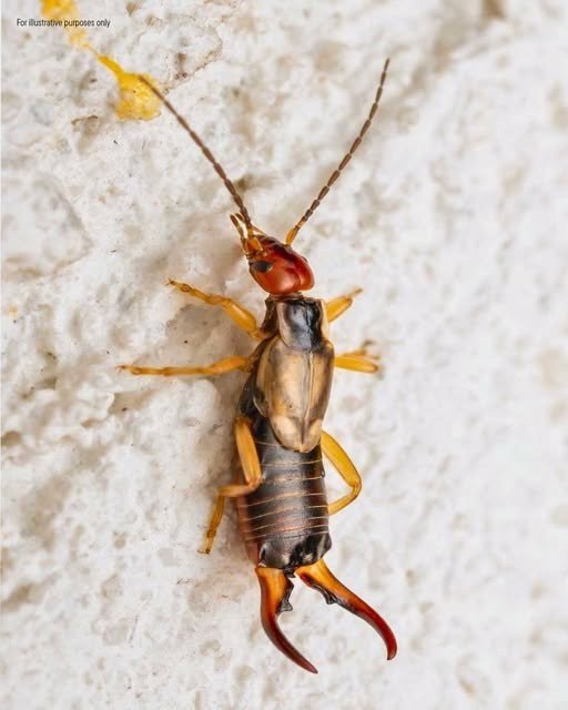 Help! My 8-year-old was b.itten by this strange bug, and I’m really worried. My sister-in-law nearby has seen similar ones. Any idea what it is?