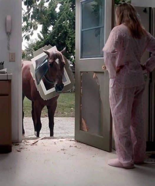 THE HORSE BROKE THROUGH OUR KITCHEN DOOR—AND I WOKE UP TO A NIGHTMARE