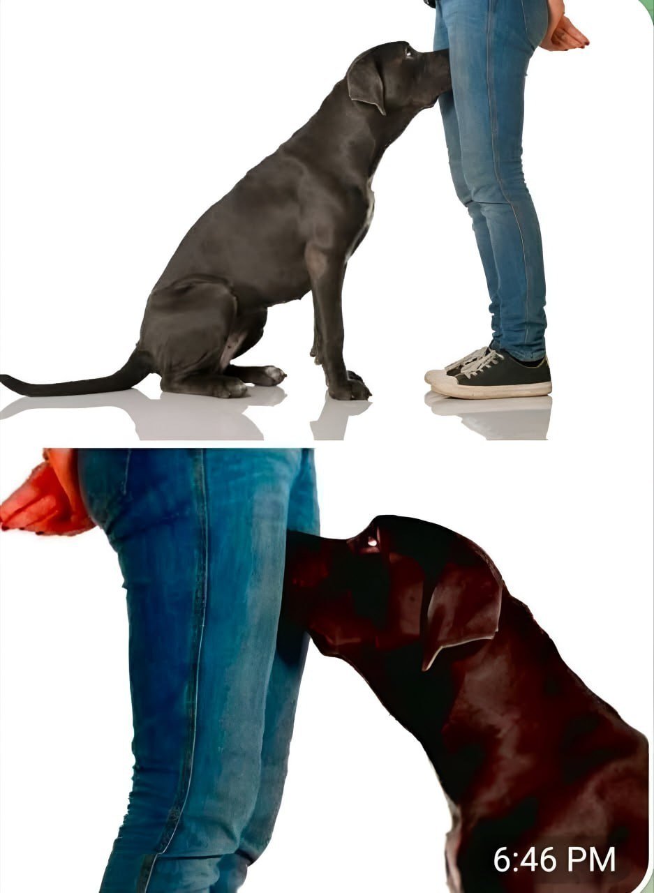 IF your dog is sniffing your genital area, it means you have…Read more