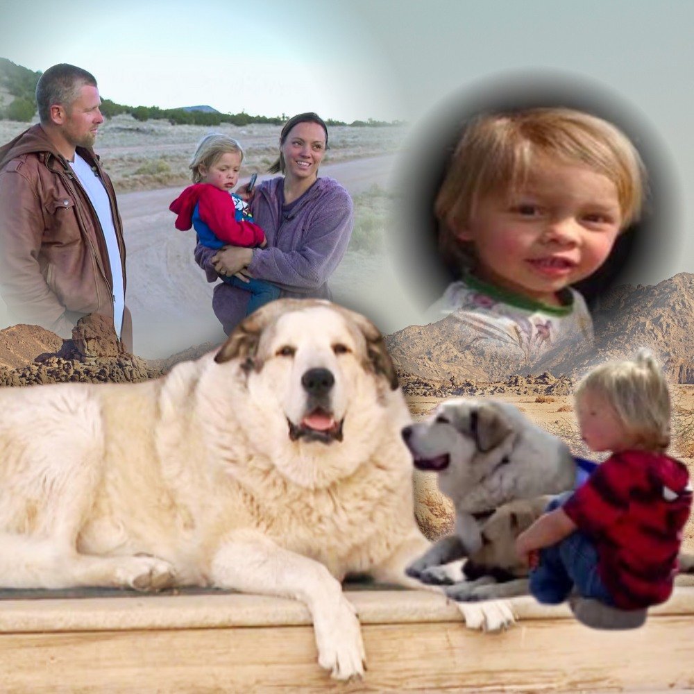 Buford, dog who rescued 2-year-old boy lost in Arizona wilderness, is showered with gifts