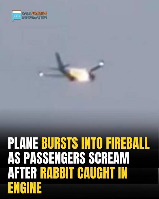 Panic Erupts on Flight After Rabbit Causes Engine Explosion