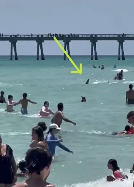 Disturbing Encounter With Sharks At Florida Beach Raises Safety Concerns