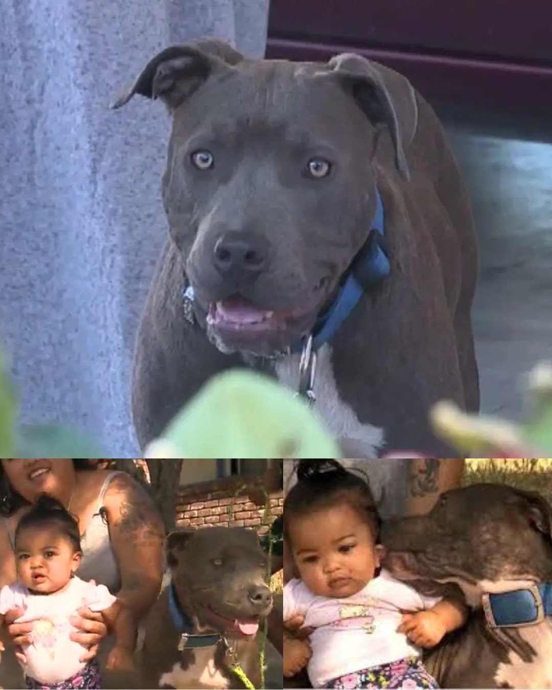 Pit Bull Grabs Baby’s Diaper And Starts To Drag Her — Seconds Later, The Family Realize The Shocking Truth