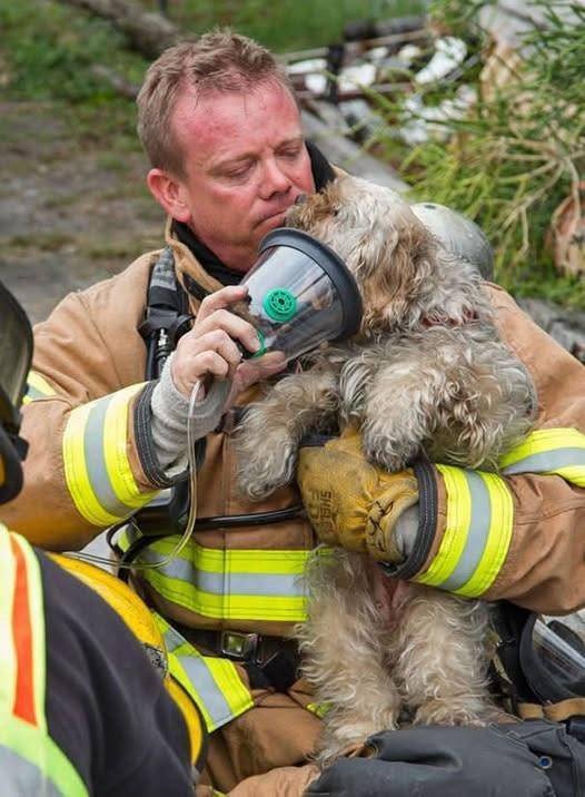 In the United States, firefighters rescue not only people but also animals.