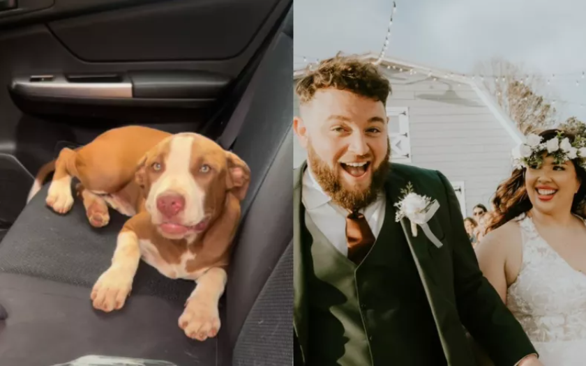 Couple Brought Together by Stray Puppy on Second Date, Now They Are Married