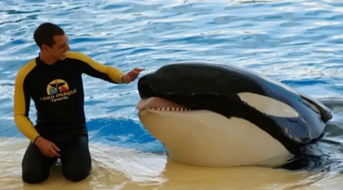 Trainer’s Grisly Death As SeaWorld Orca Crushed Him And ‘Violently Played With His Body’