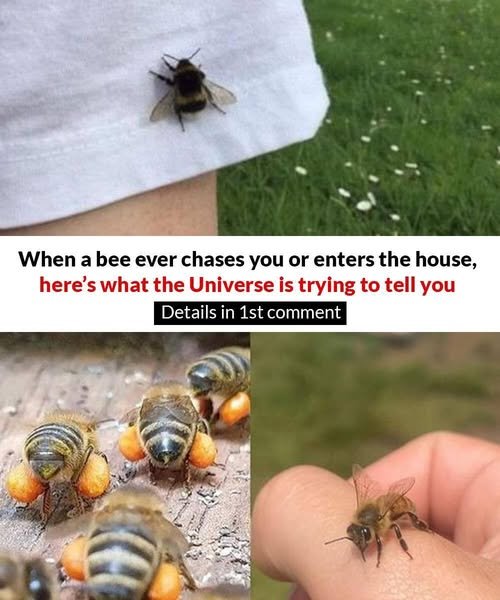 THE HIDDEN MEANING OF BEES APPROACHING YOU.