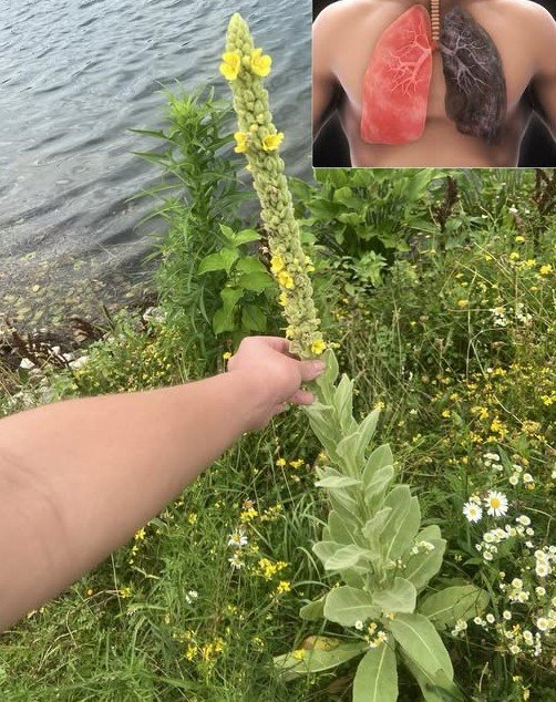 Mullein Uses and Plant Monograph