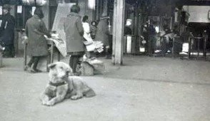Rare Photos Of Hachiko Patiently Waiting For His Owner Have Surfaced And It’s Heartbreaking To See