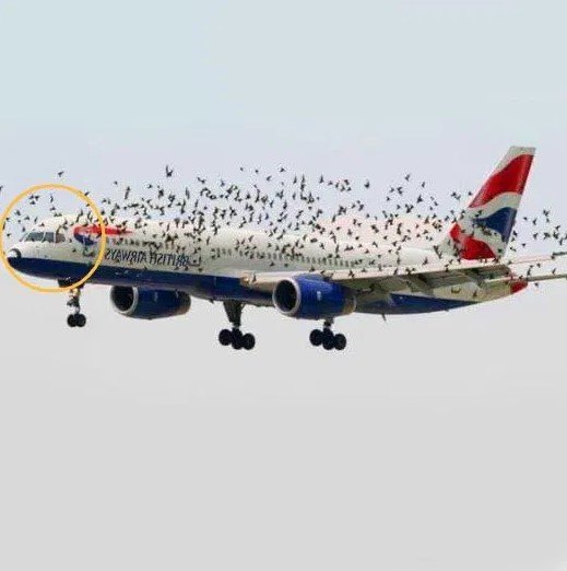 When The Pilot Realized Why The Birds Were Flying Next to The Plane, He Began To Cry