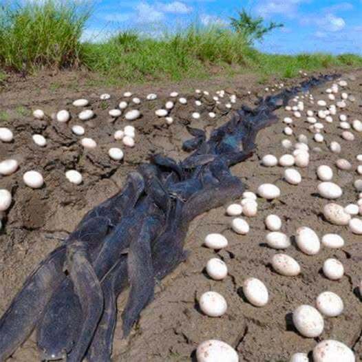 Farmer Finds Hundreds Of Strange Eggs In His Crops – But When They Hatch, He Bursts Into Tears