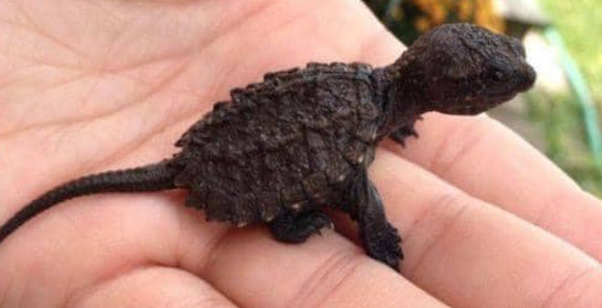 A Young Girl’s Mission to Save an Endangered Species