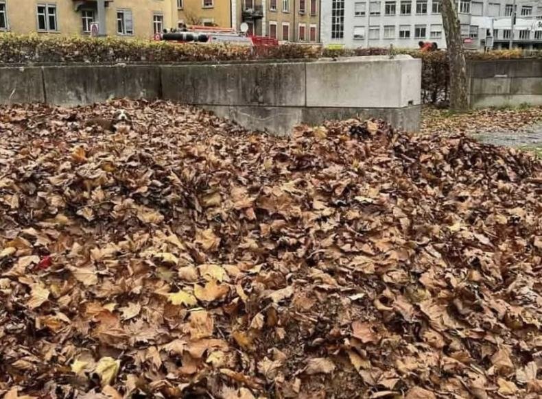 Only People With ‘Super Vision’ Can Spot The Hidden Dog In This Photo