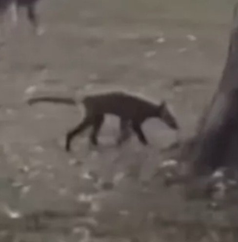 Residents Baffled Over Mystery Animal Spotted In West Virginia Park – Here’s What Experts Say(Photo/Video)
