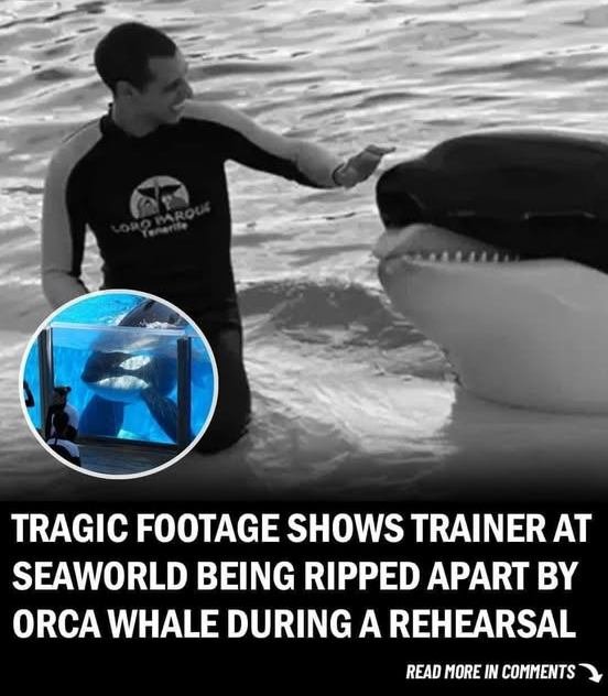 Footage Shows Tragic Death of SeaWorld Trainer After Being Savagely Killed By Whale