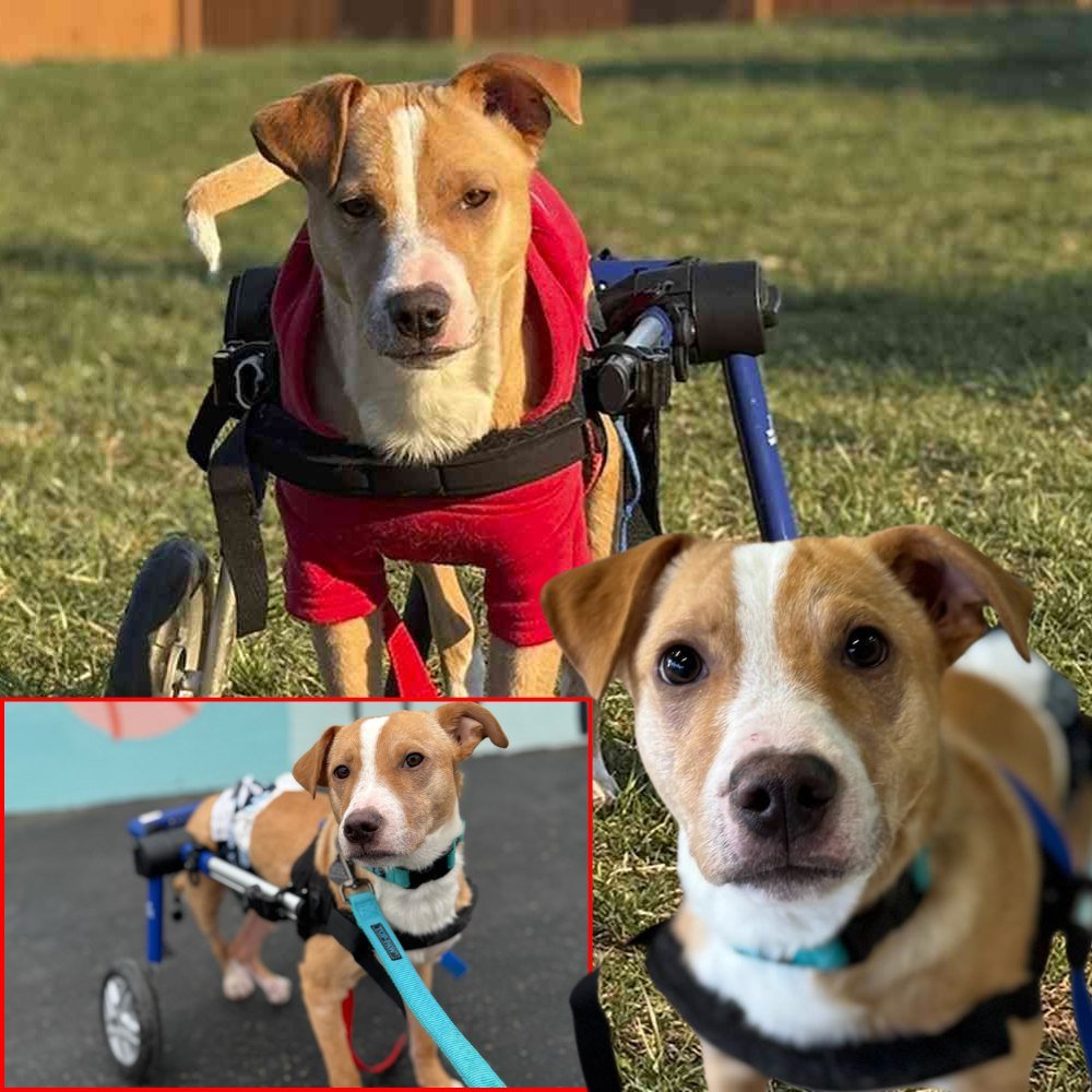 A 6-Month-Old Dog Was Found Alone with Bullet Wounds on Christmas Day. Now, He Is Looking for His Forever Home