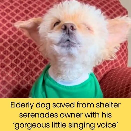Senior Dog Rescued From Shelter Sings To Owner In Sweet Surprise (Photo&Video)