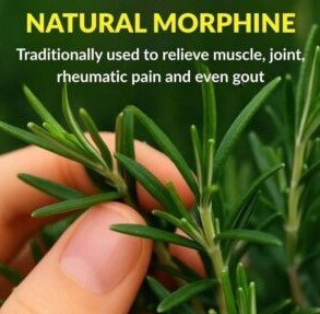 How to grow this plant abundantly at home