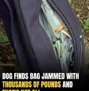 Dog Discovers Mysterious Bag Stuffed With Cash—And An Even Bigger Surprise Inside