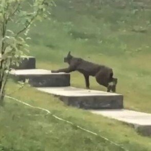 Rare Creature Caught On Camera For The 1st Time, Leave Scientists Stunned(VIDEO)