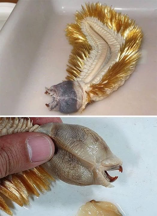 The terrifying Antarctic worm with nightmare-inducing teeth