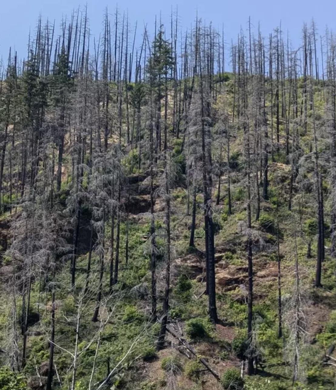 Can You Spot the Hidden Car in the Forest? Only the Sharpest Eyes Can!